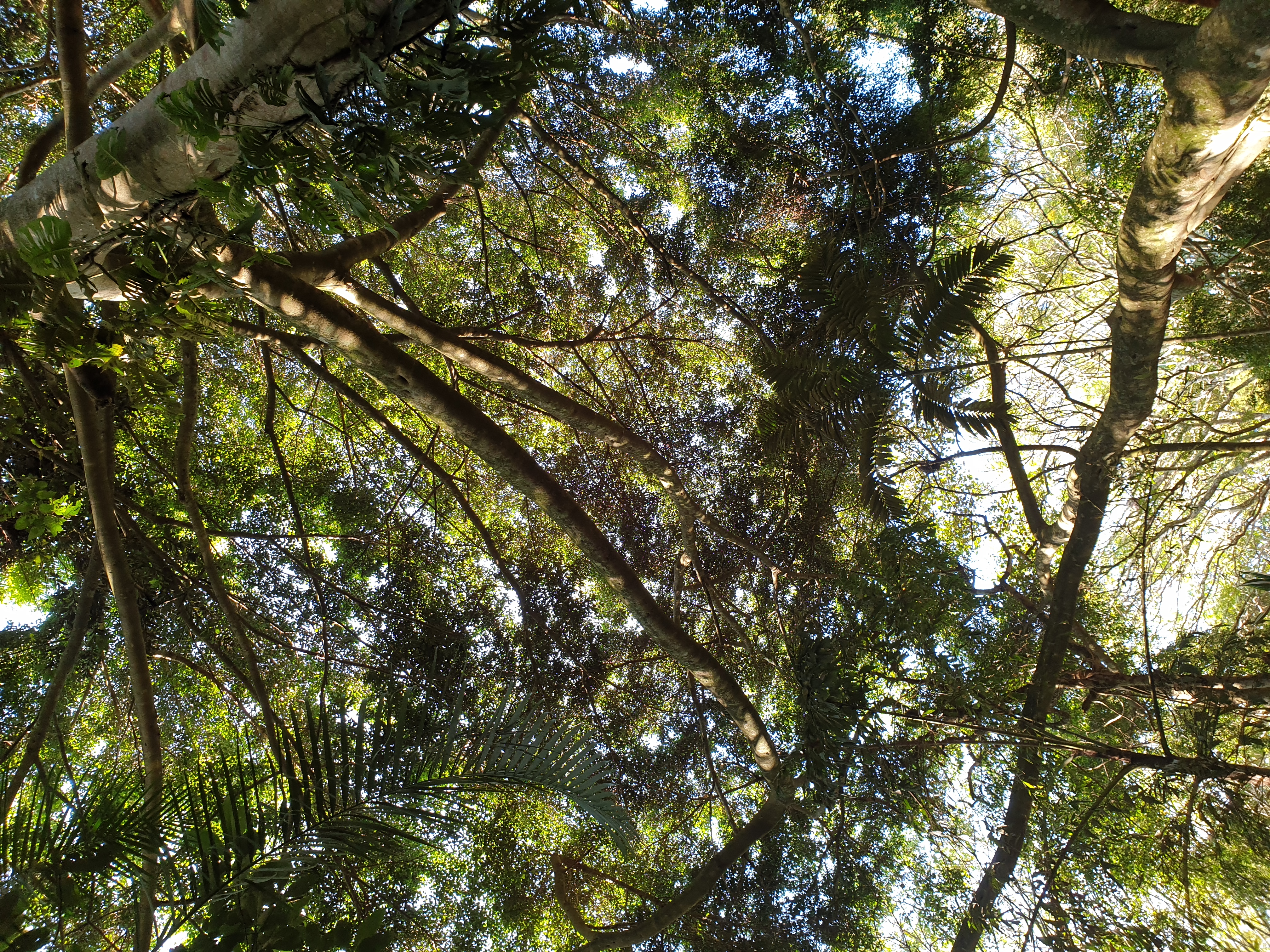 image of tree canopy