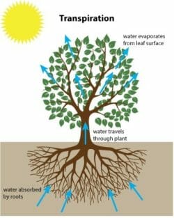 image of transpiration